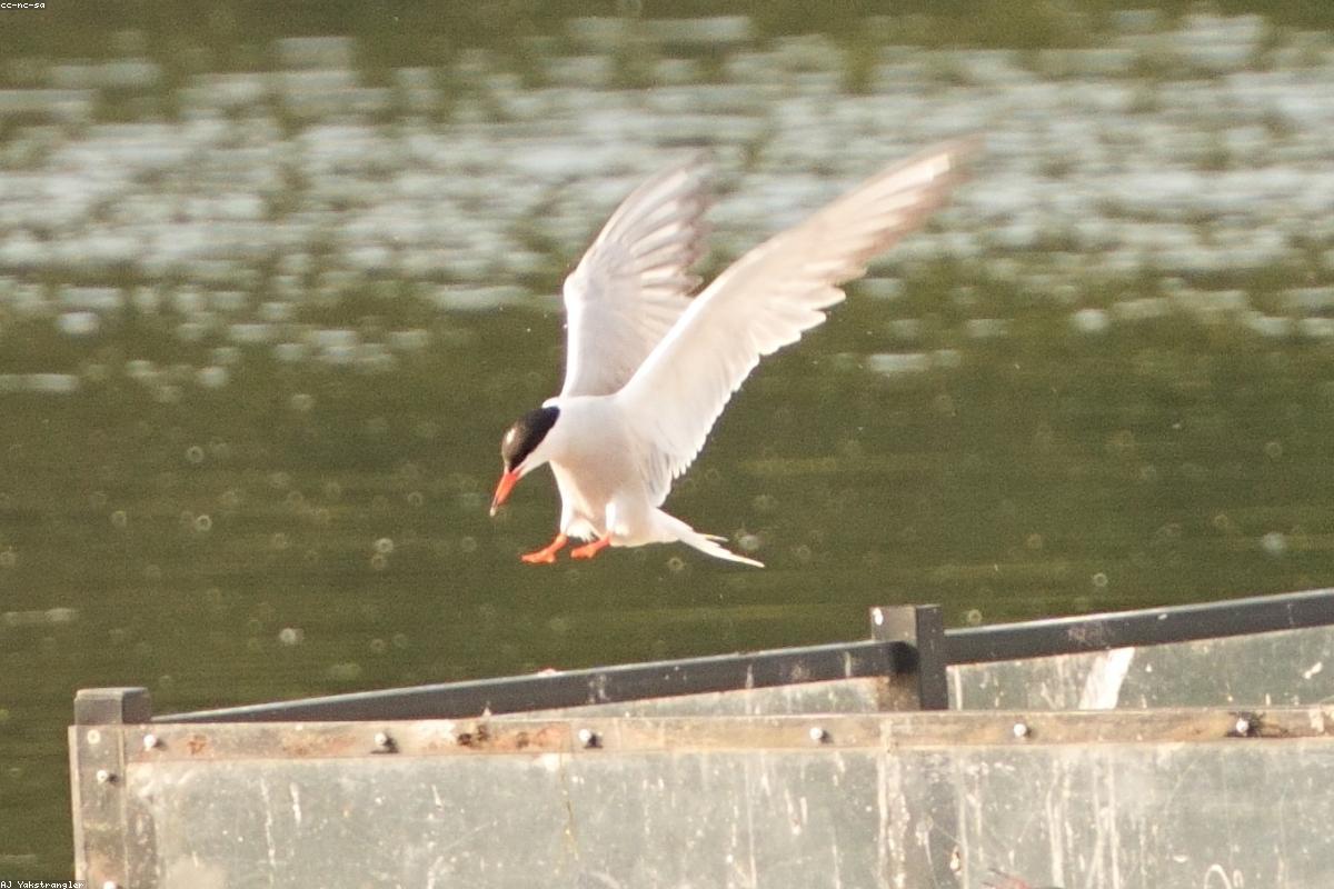 Roseate tern on piling