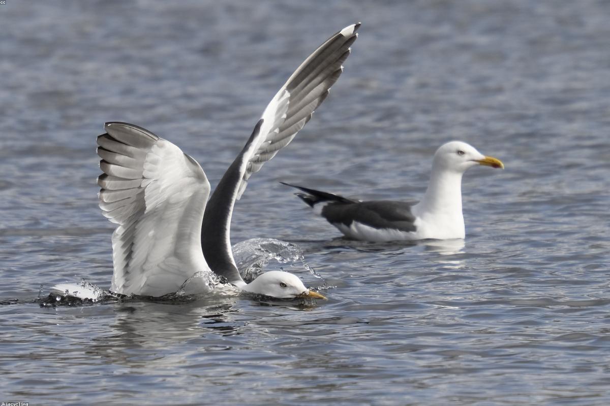 Laughing gull overhead