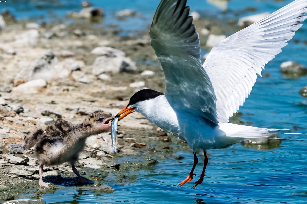 Sooty tern chick on rock