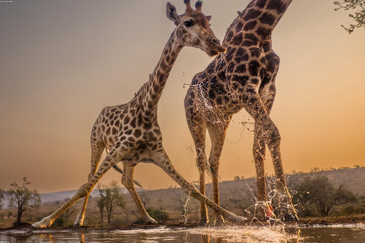 Etosha pan morning
