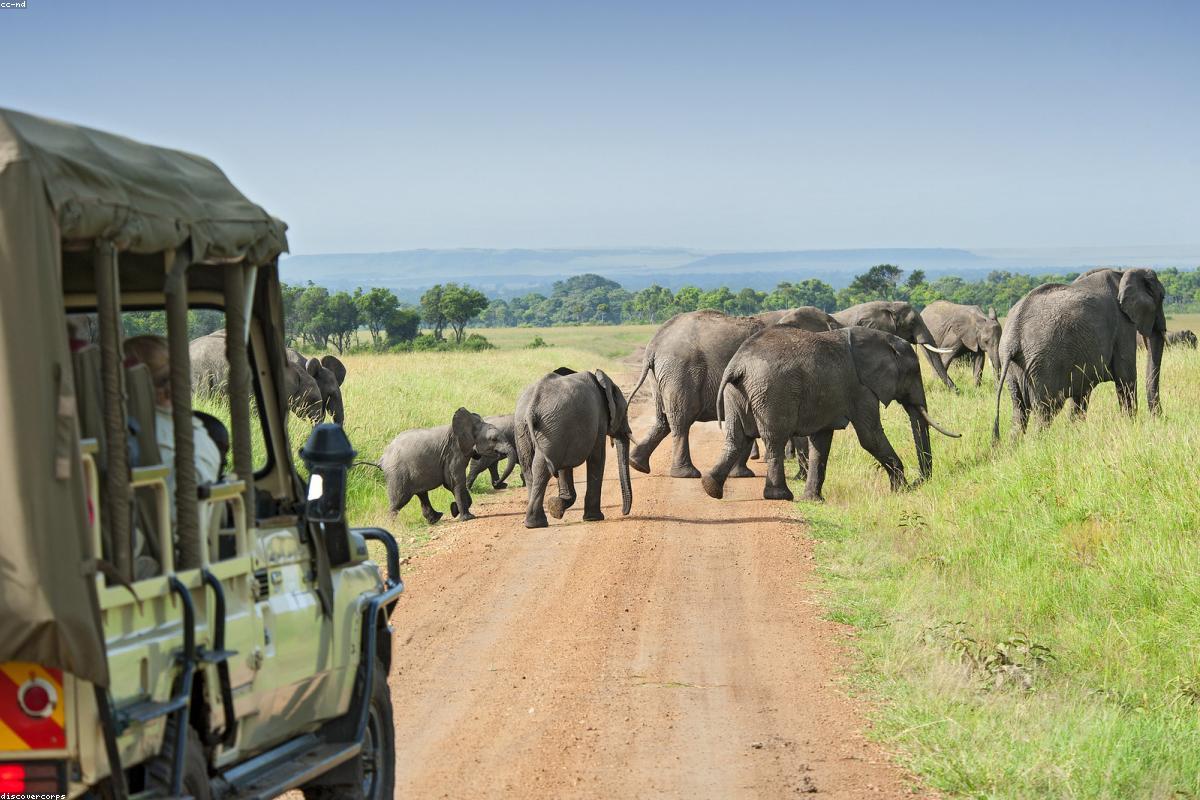 Elephant herd crossing pan