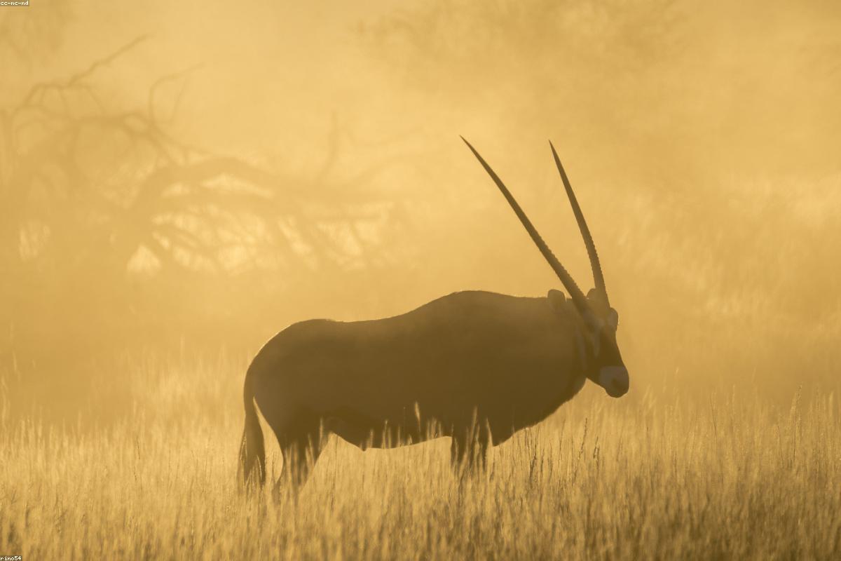 Gemsbok waiting on ridge