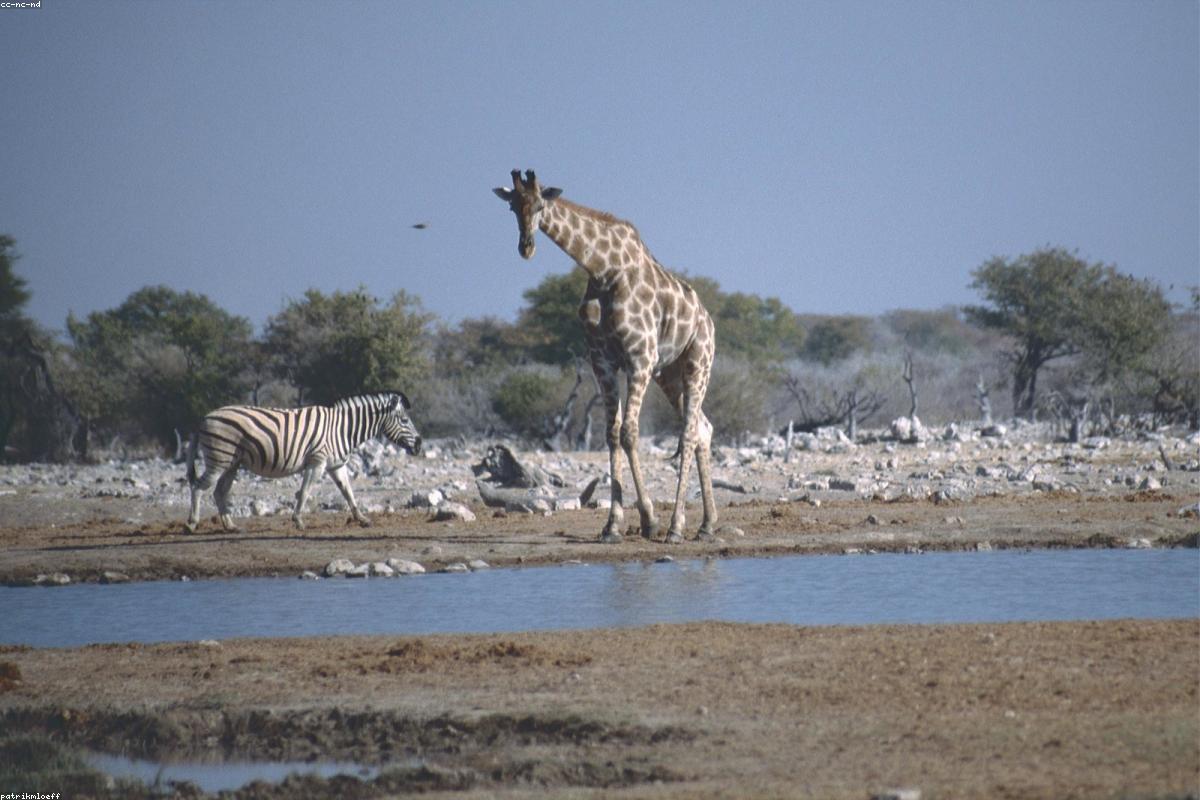 Zebra herd around water
