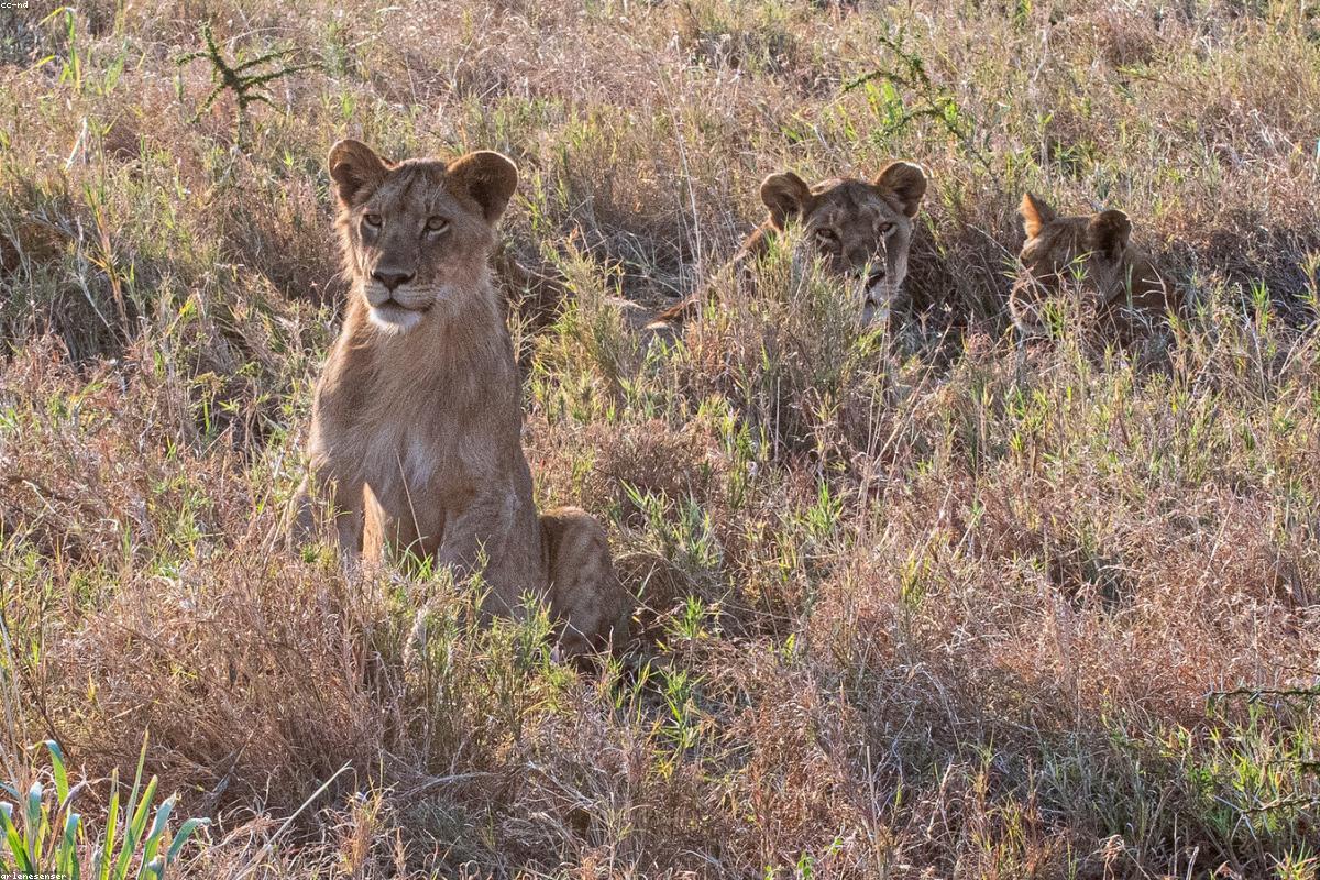 Lioness under bush