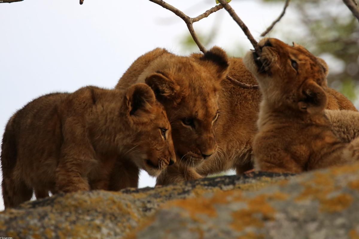 Lion cubs curled against each other