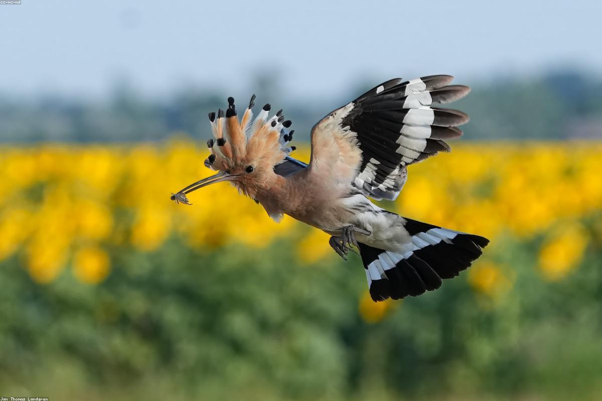 African Hoopoe close to vehicle
