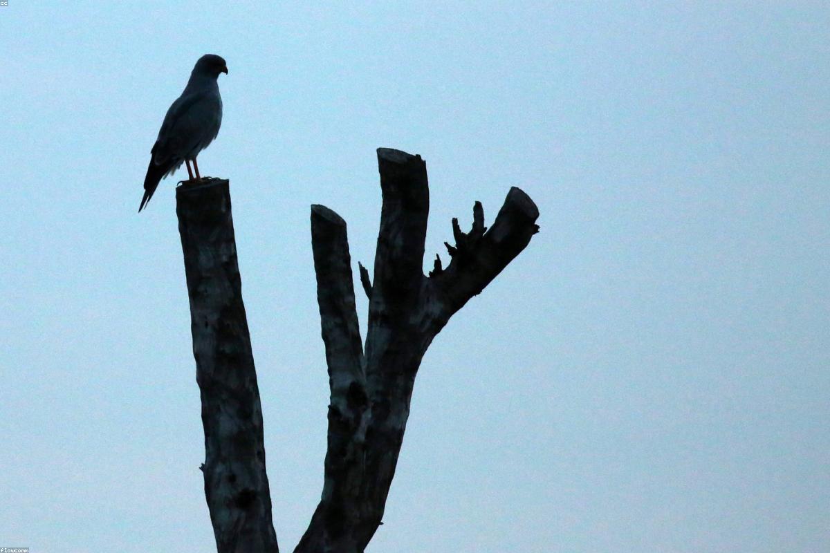 Pale Chanting Goshawk on fence