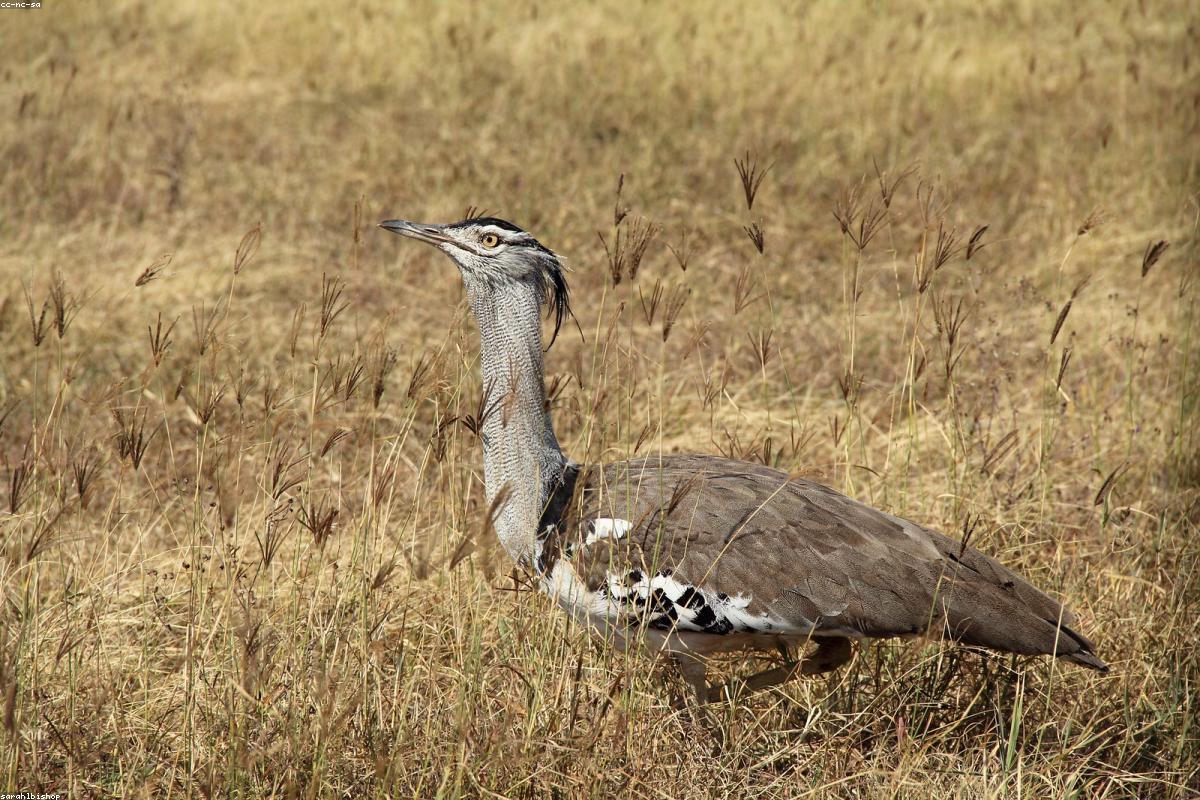 Kori Bustard crossing road