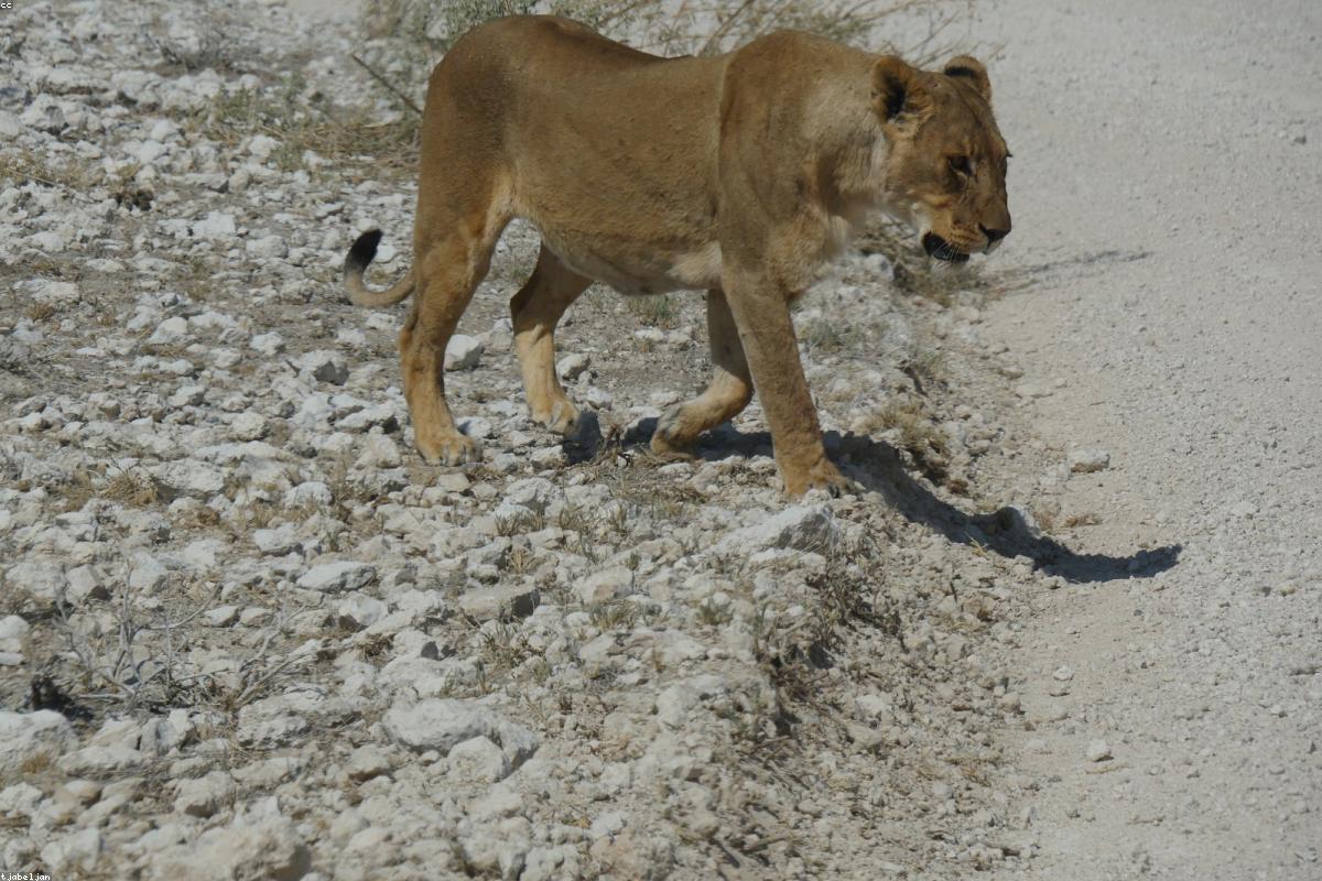 Etosha pan with mirage horizon