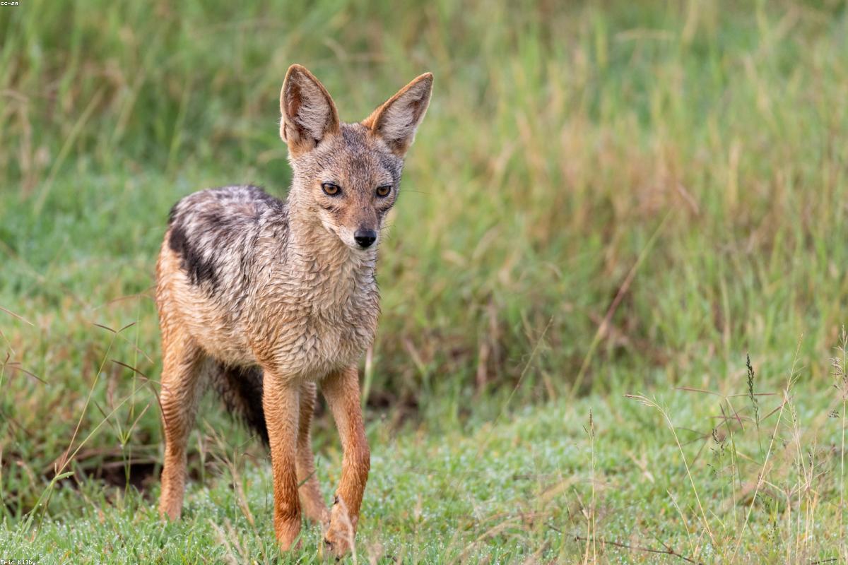 Black-backed Jackal trotting