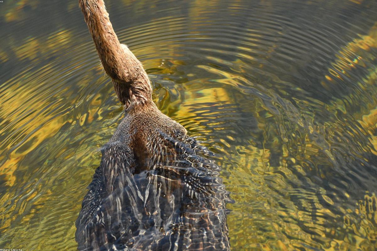 Anhinga Trail the day after Christmas