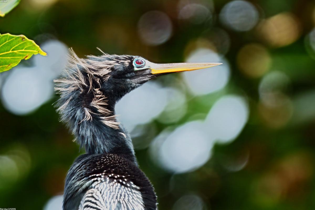 Anhinga with wings spread