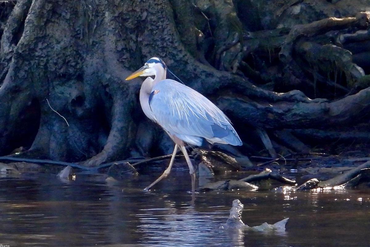 Great blue heron close
