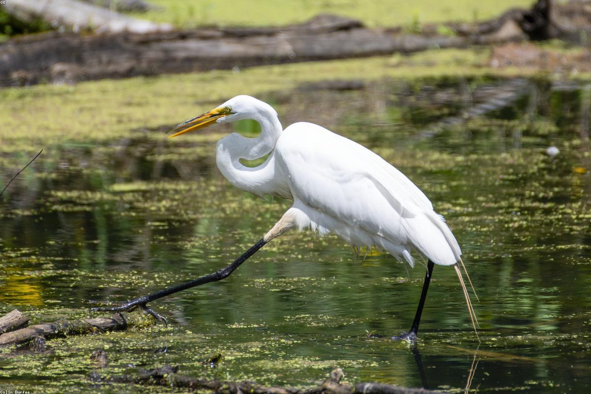 Great egret against dark water