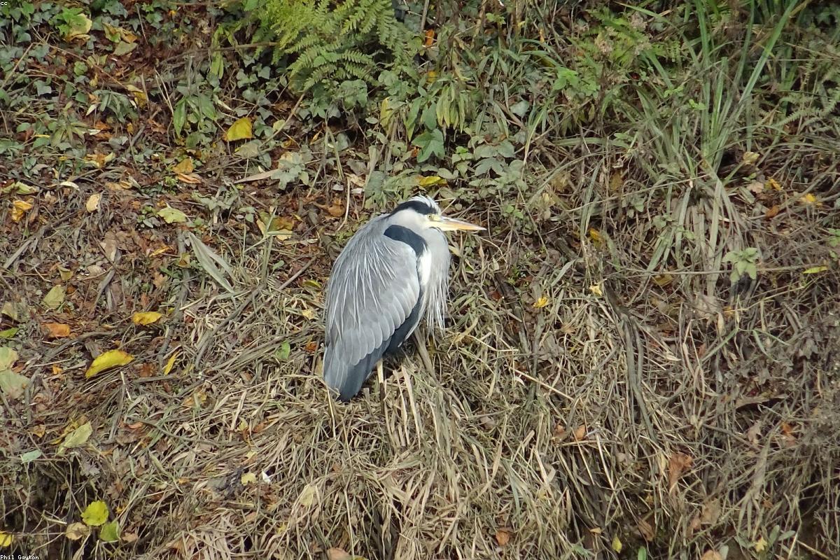 Green heron in brush