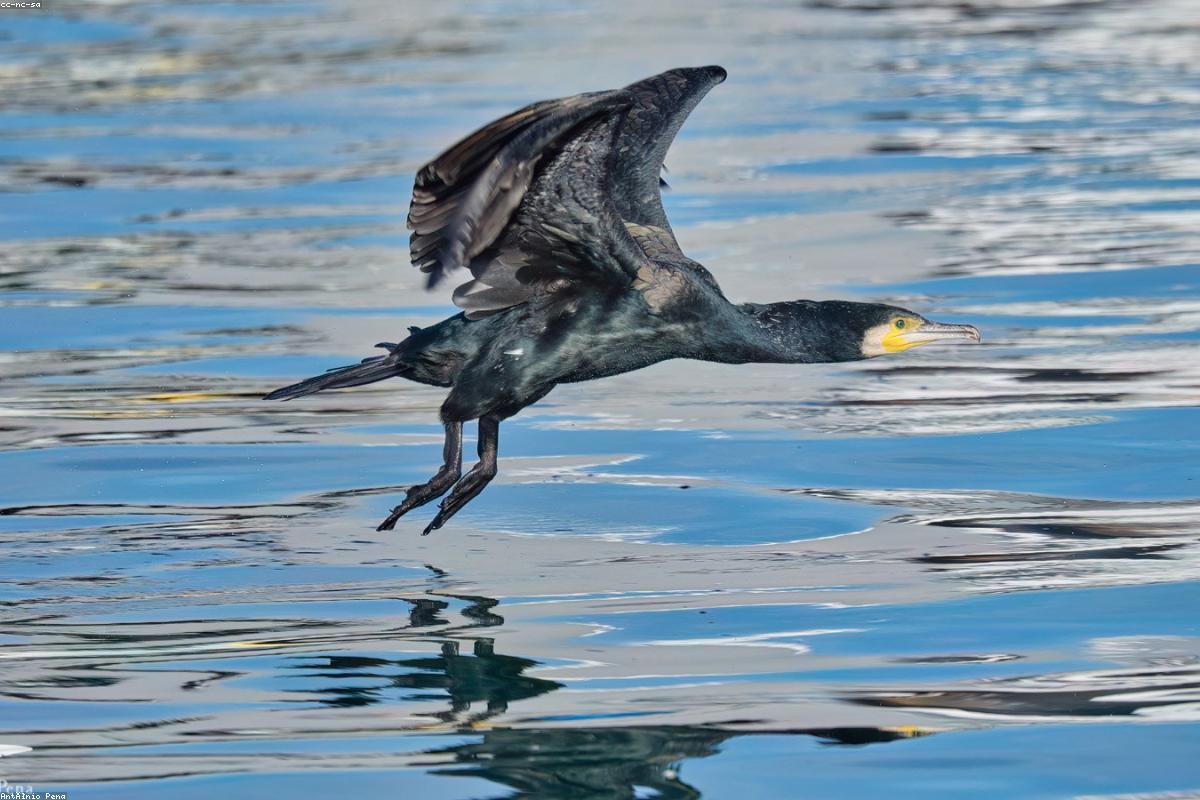Cormorant with fish