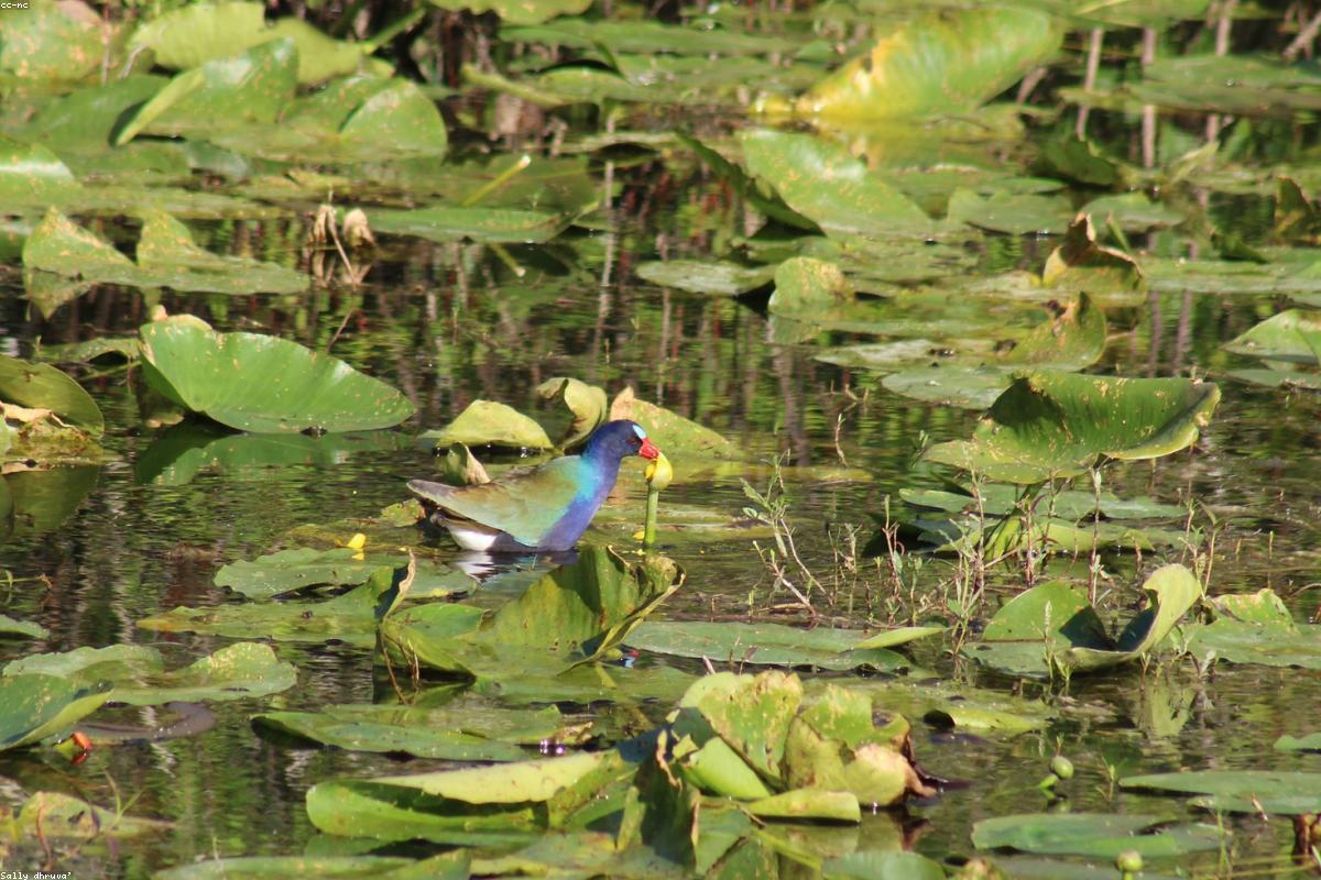 Purple gallinule walking on lily pads