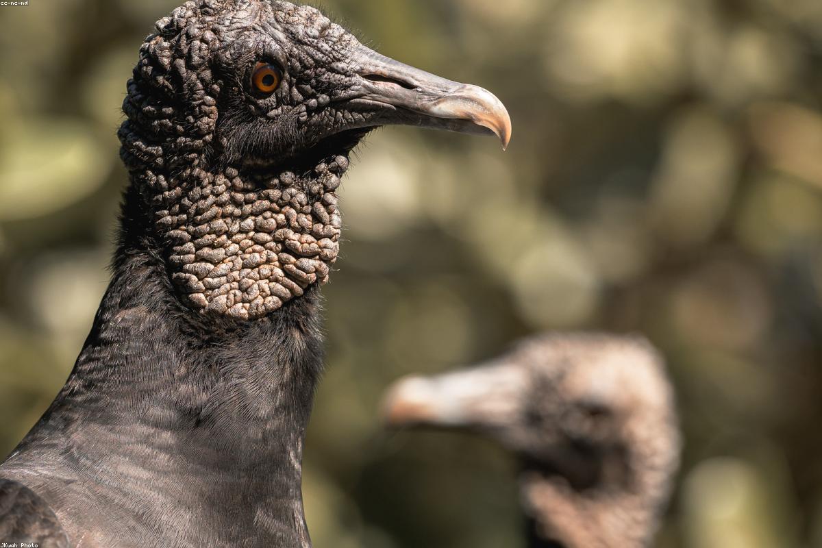 Black vulture on rail