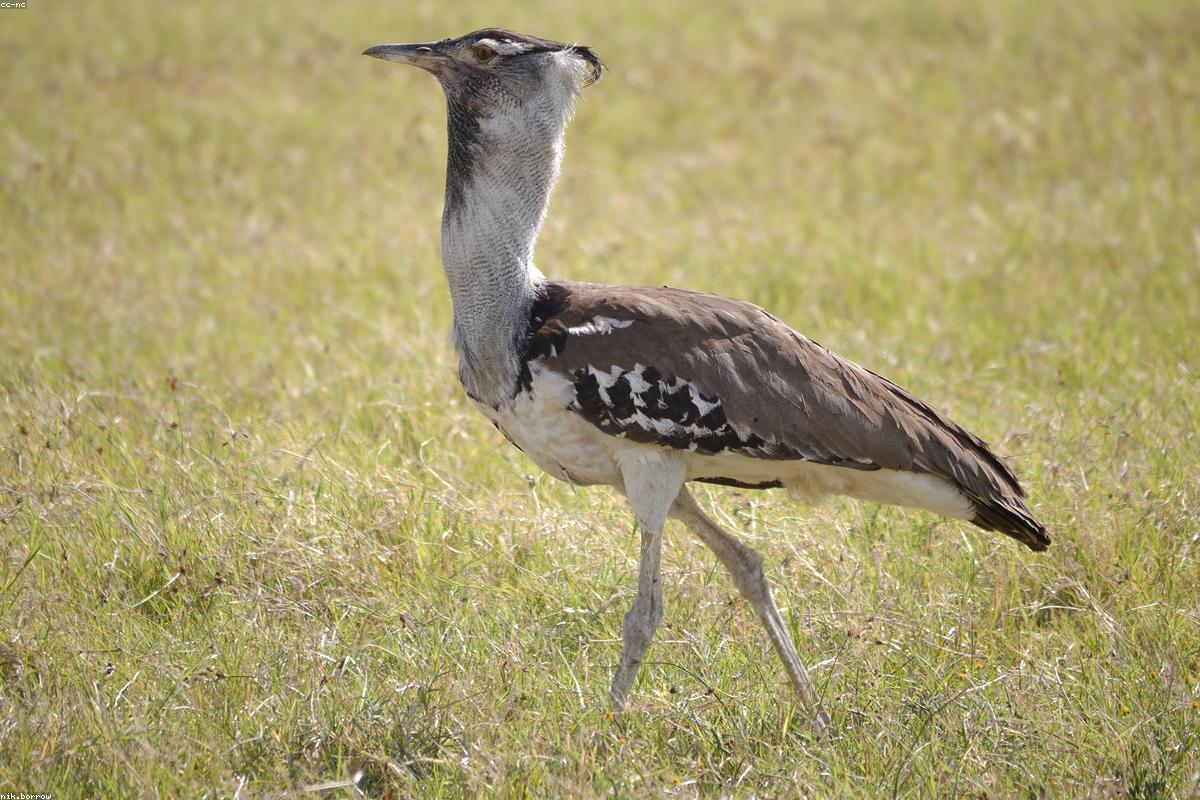 Great bustards in Extremadura