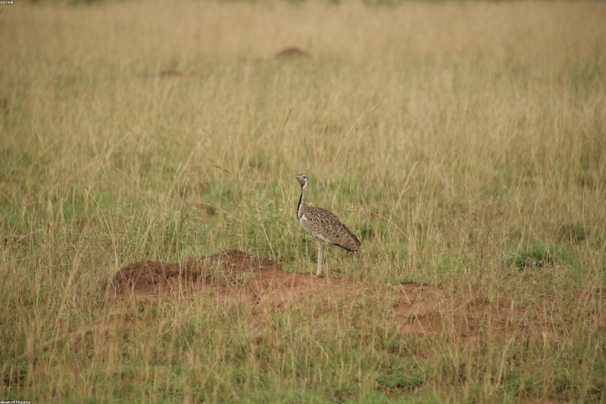 Great bustard males on display ground