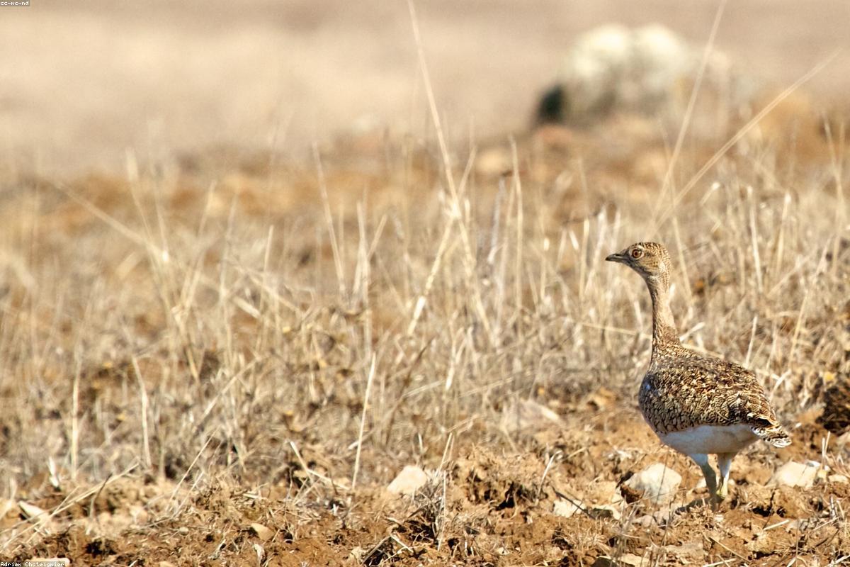 Little bustard in field