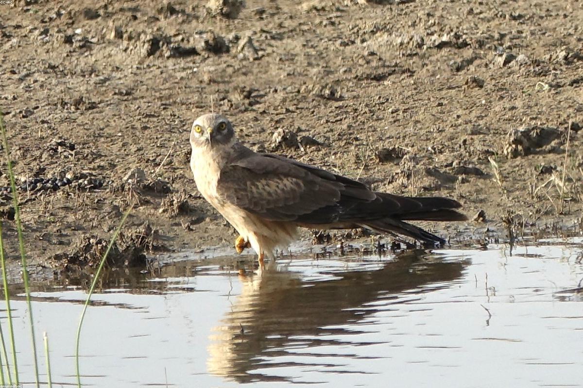 Montagu's harrier low over grass