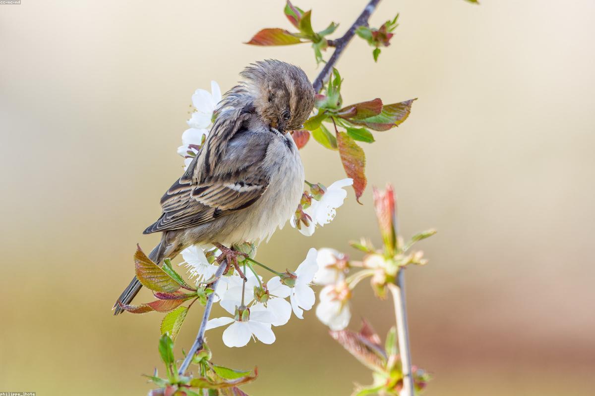 Spanish sparrow on wire