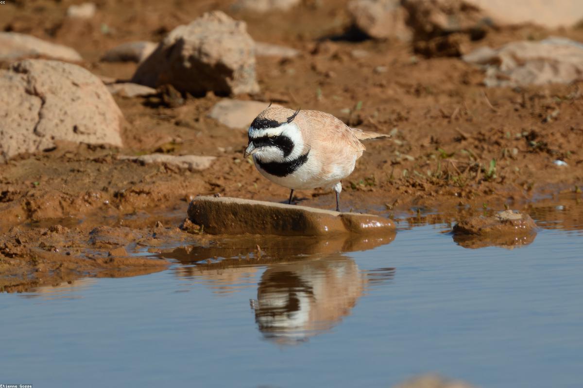 Calandra lark on ground