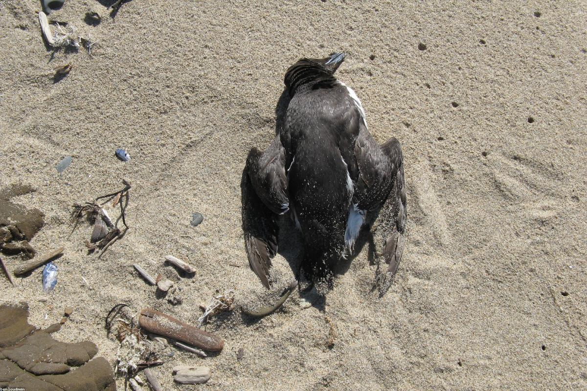 Farallon Islands, summer pelagic