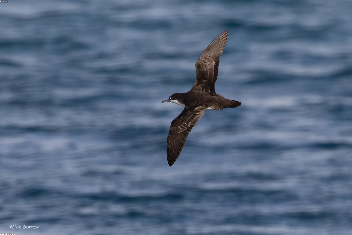 Pink-footed shearwater banking low over the wake