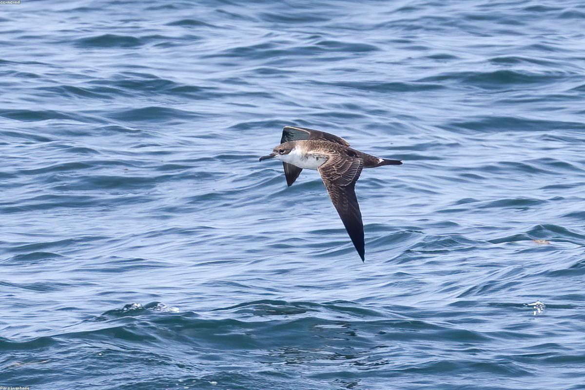 Dark shearwater against gray swell