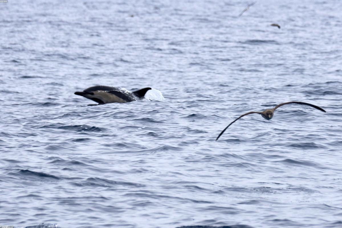 Buller's shearwater showing the M pattern