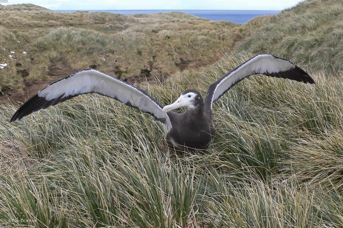 Black-footed albatross drifting past the stern