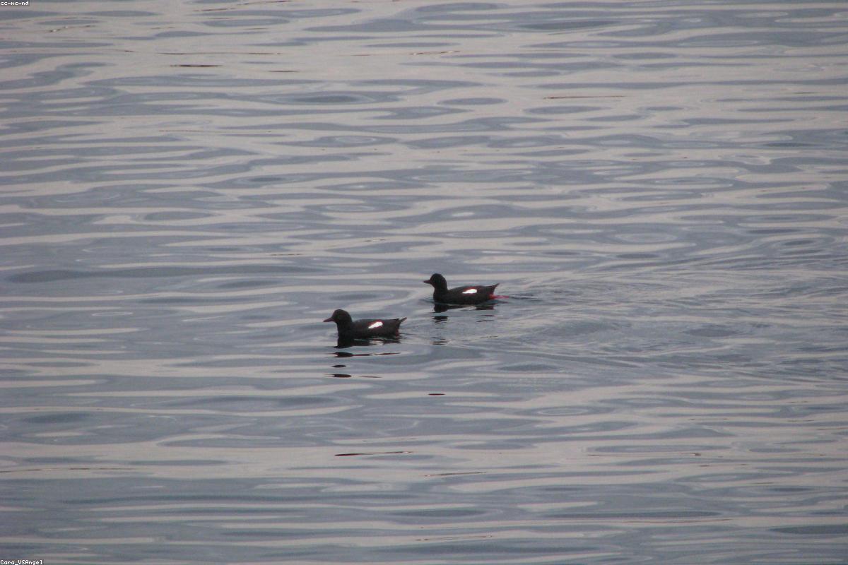 Pigeon guillemot with bright red feet