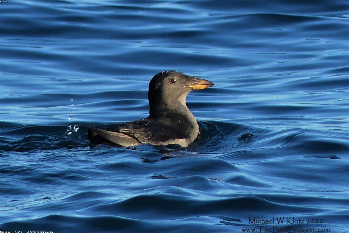 Rhinoceros auklet riding a swell