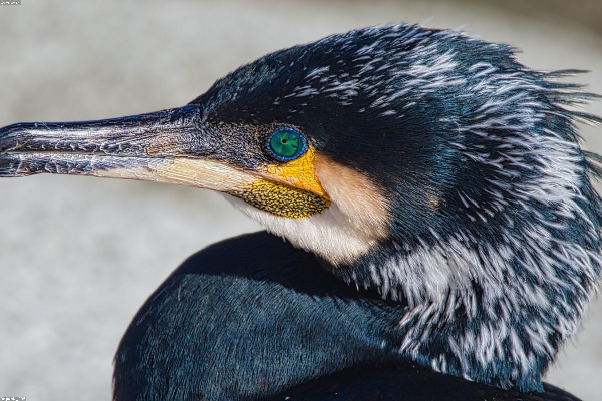 Brandt's cormorant in breeding throat-blue