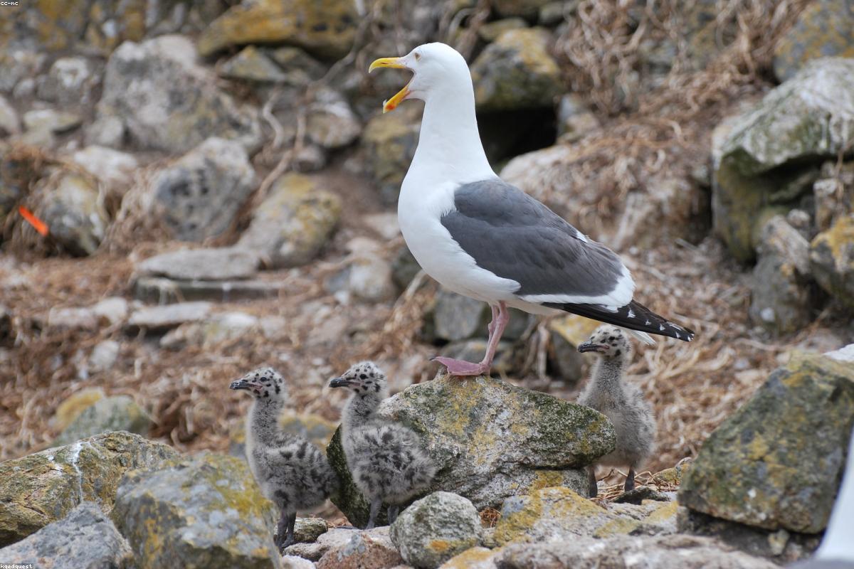 Cassin's auklet flushing from the water