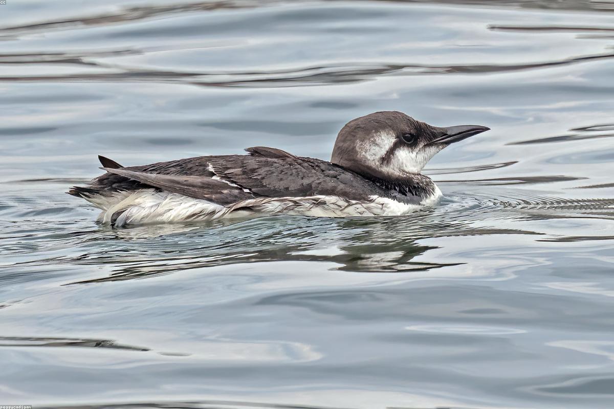 Murre chick being fed on the water