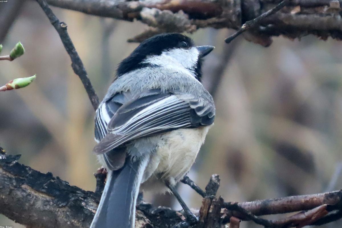 First cold snap at the feeders