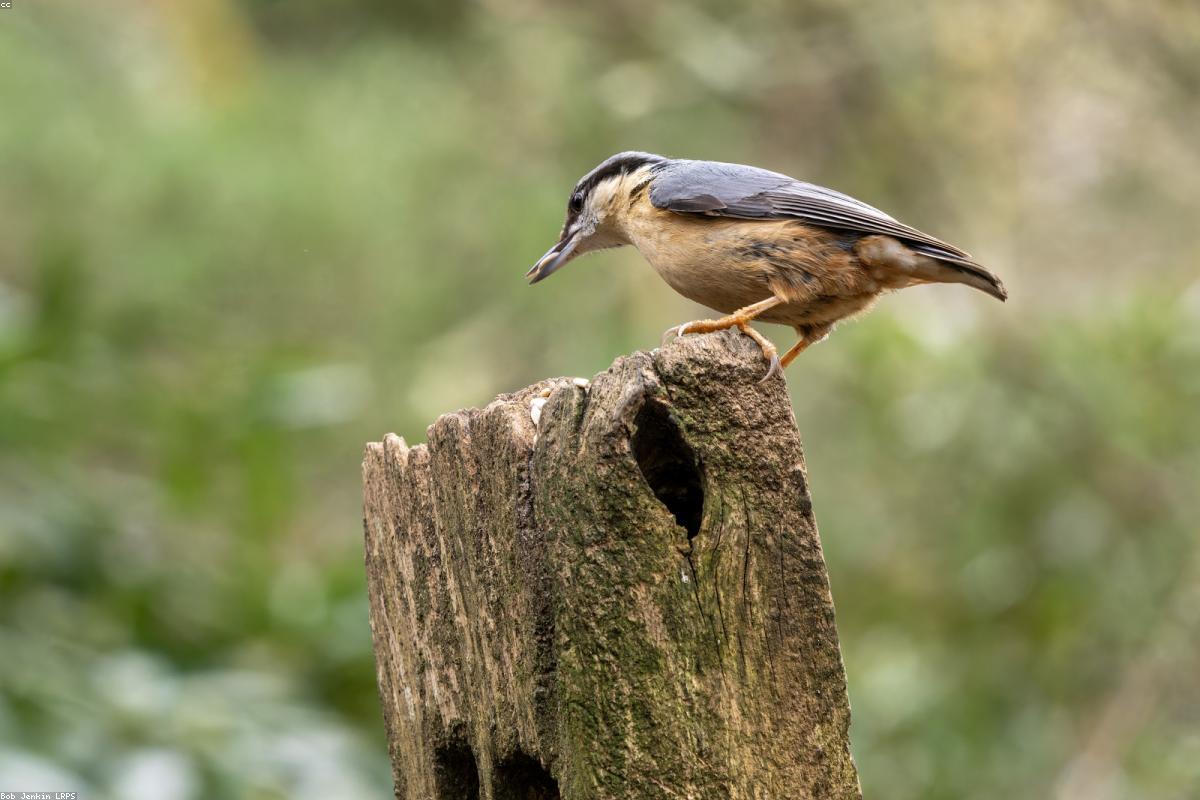White-breasted Nuthatch upside down