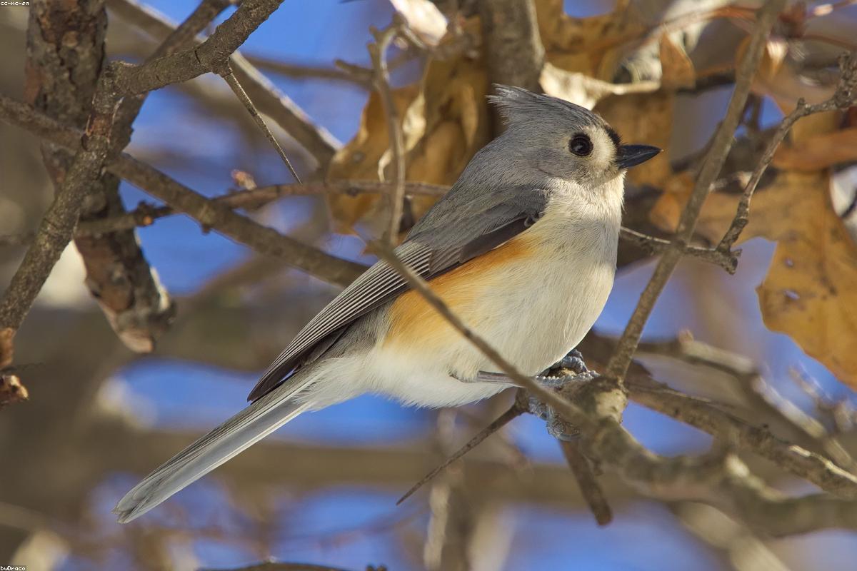 Tufted Titmouse in morning light