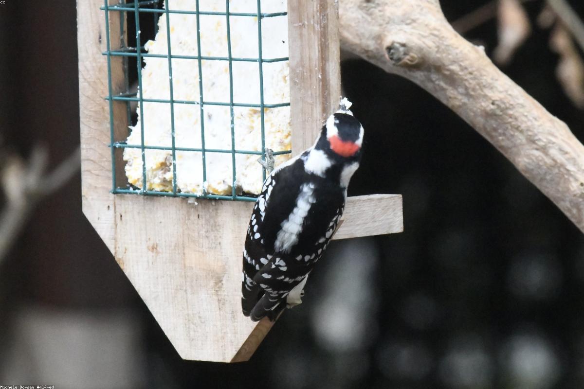 Downy Woodpecker on suet cage