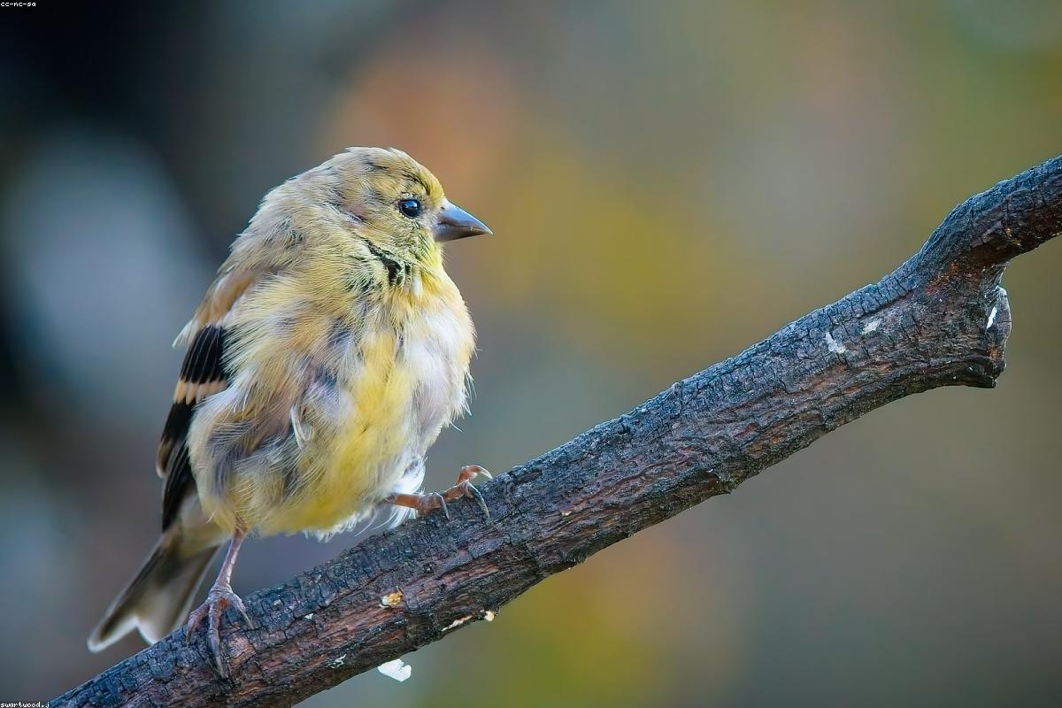 American Goldfinch in winter plumage