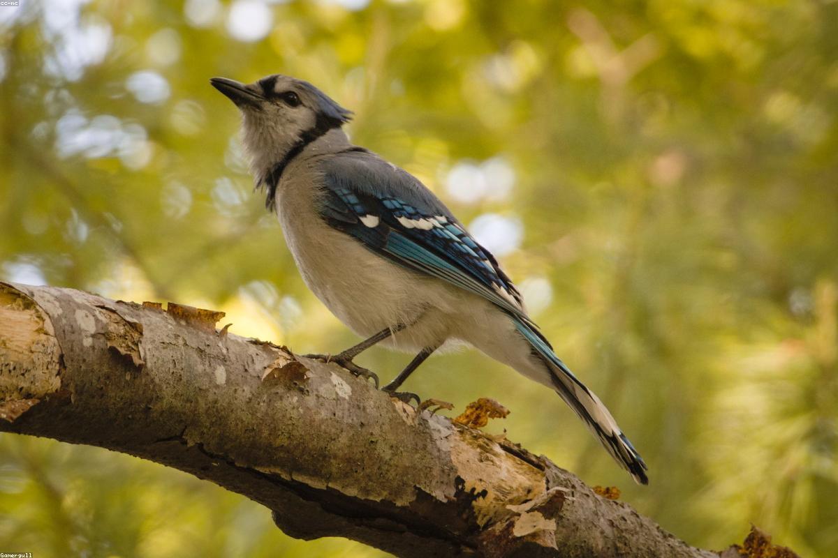 Blue Jay with sunflower seed
