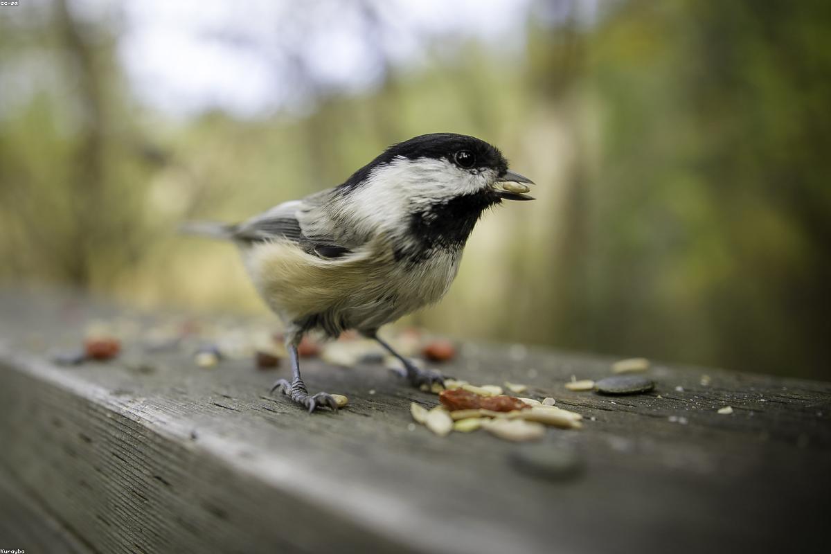 Chickadee mid-flight to feeder