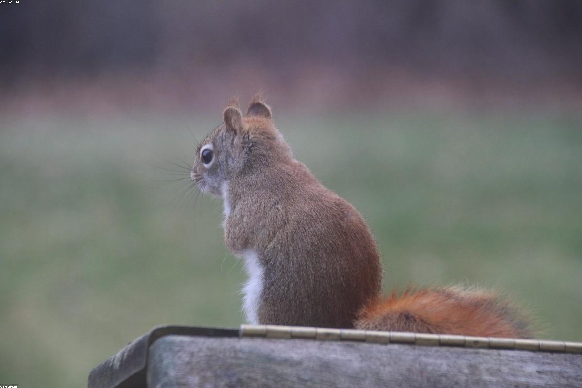 Empty feeder after hawk flyover