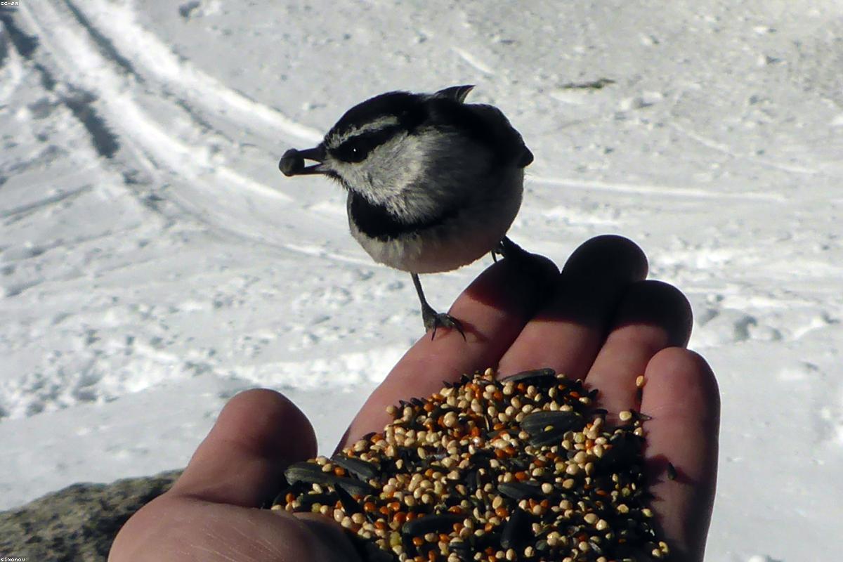 Black-capped Chickadee on feeder in snowfall