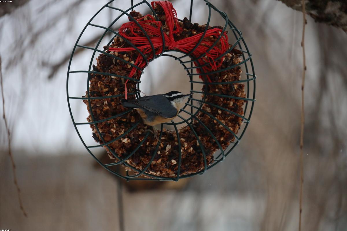 Red-breasted Nuthatch at suet