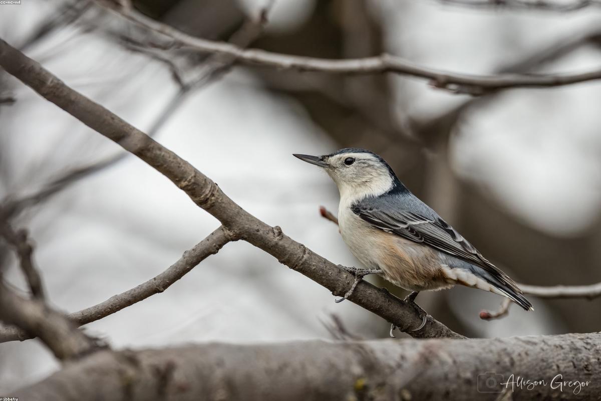 White-breasted Nuthatch head-down