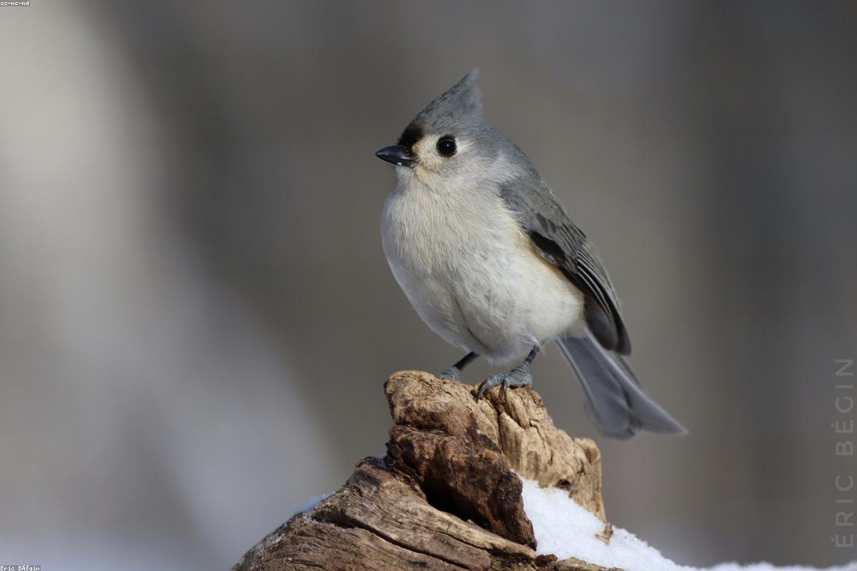 Tufted Titmouse on feeder edge